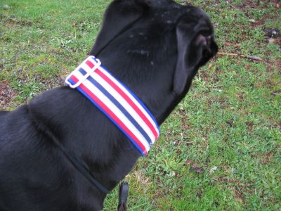 Patriotic Stripe 1.5 inch