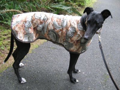 Theo in his Doggy Cammo (Squirrels and chipmunks) OUT OF STOCK