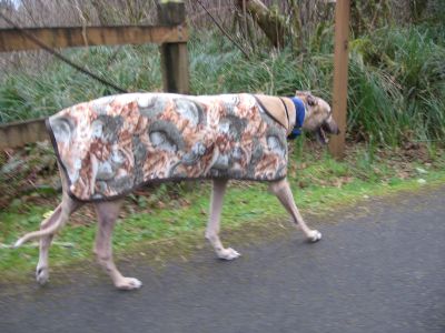 An extra large size of Doggy Cammo for Wellsley.  OUT OF STOCK