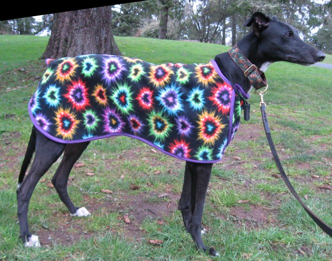 Heart my Hound on Theo trimmed in Purple.