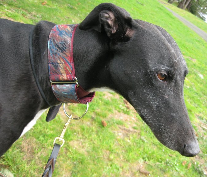 Theo in Pheasant Feathers