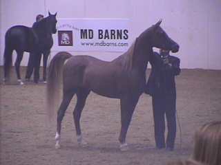 Stallion "Thee Asil"